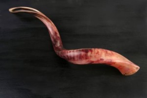 ram horn ( shofar ) on black