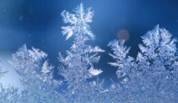 schneeblumen an scheibe