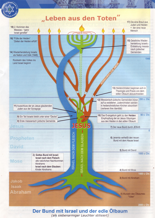 Der Bund mit Israel und der edle Ölbaum