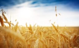Getreidefeld vor blauem Himmel