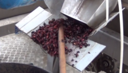 production-of-olive-oil