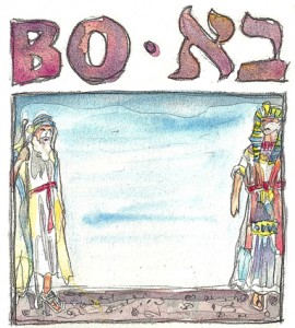 Bo - Zeichnung