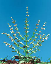 Download salvia palestina