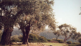 Ölbaum
