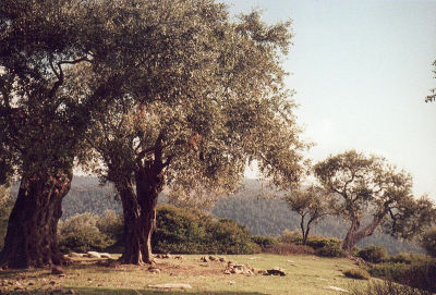 Ölbaum
