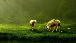 Schafe