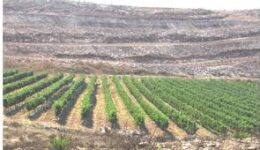 #6 Das Herzland von Israel – Neues Leben für einen Weinberg
