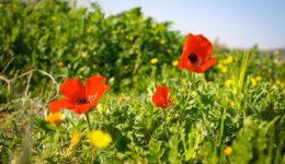 blumen