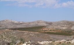 Shomron1
