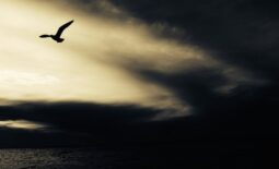 Eiin Sturm zieht auf