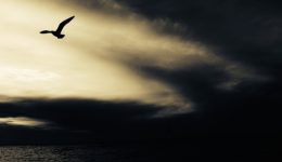 Eiin Sturm zieht auf