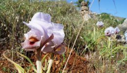 Samaria_Pflanzenwelt