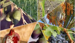 Gesundheit, Sehnsucht und eine tiefere Beziehung – Wie sieben Früchte dein gestliches Leben stärken!