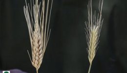 018-nv-wheat-tares