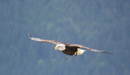 Und es wurden der Frau zwei Flügel des großen Adlers gegeben