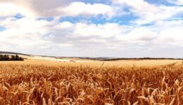 cereals-5153522_1280