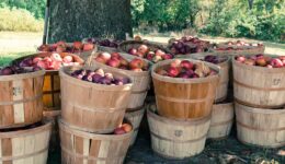farm-1183991_960_720