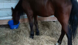 Pferd