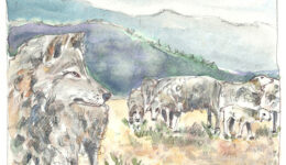 wolf-schaf-oboth2-web
