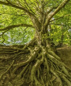 Wa'etchanan und der Stamm als Heimat