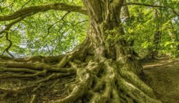 tree-3385957_1280
