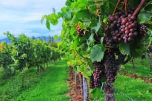Der wahre Weinstock