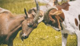 goats-5392037_1280