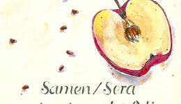 samen-Apfel-web