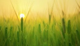 barley-field-1684052_1280