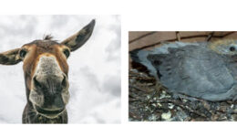 Donkey-head-and-dove-dung2-1
