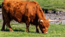 highland-cattle-3432420_1280
