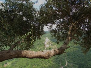 Blick auf fruchtabres Land - Devarim
