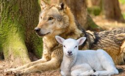 wolf-5585443_1280