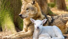wolf-5585443_1280