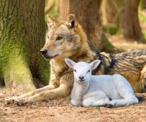 Wolf und Lamm liegen beieinander - wie auf der neuen Erde.