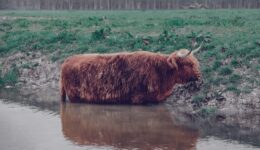cow-4003593_1280